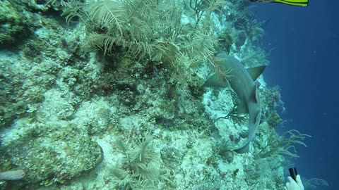 Nurse Shark Doing Laps