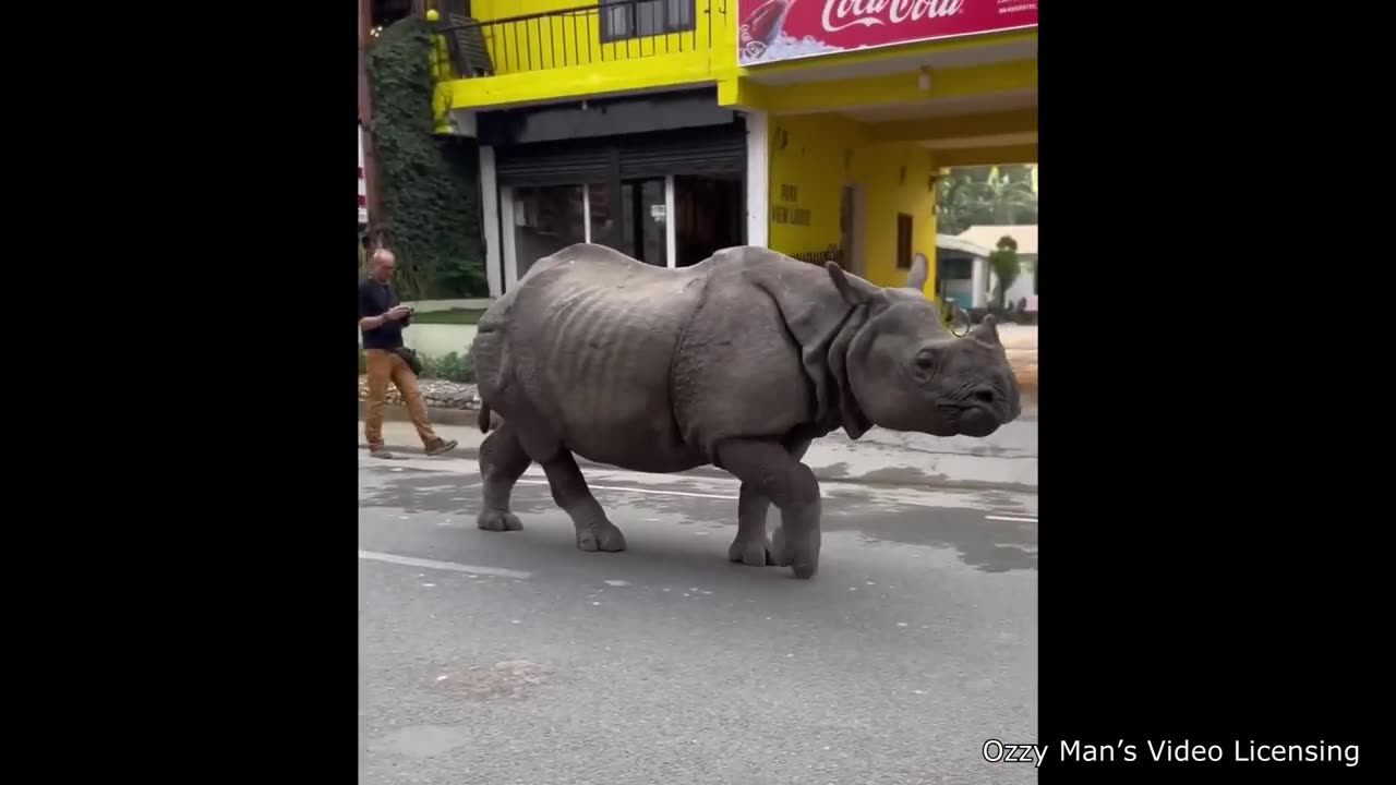 The Dumbest Driver Ever!