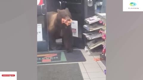 Dodgy Bear Robs Seven Eleven Multiple Times