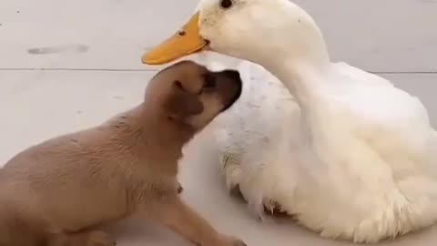Dog An Duck , two are good friend , Animal Friendship Goals