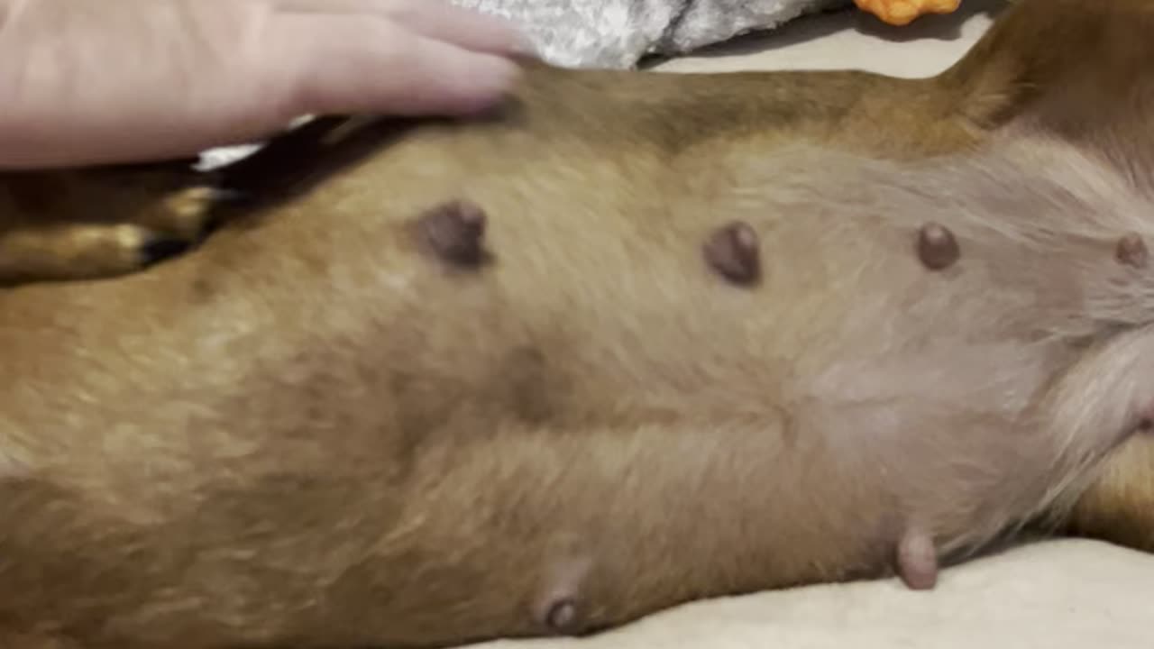 A healthier dog, 6weeks pregnant
