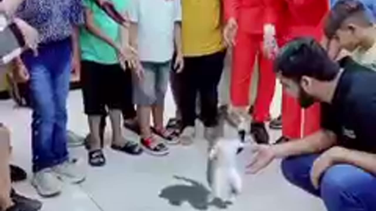 hilarious performance by amazing cat