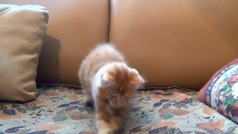 Very nice-and beautiful cute cat funny animals #videos#