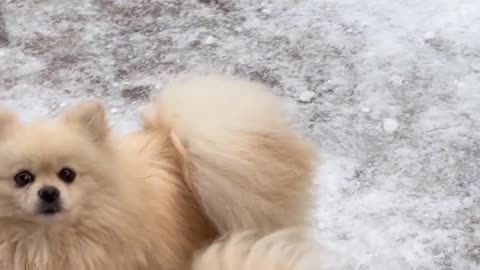Cute puppy dog