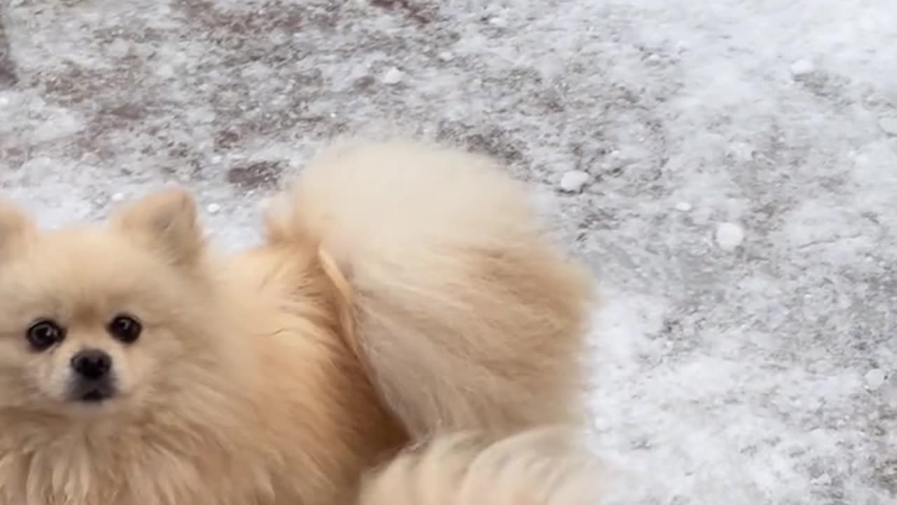 Cute puppy dog