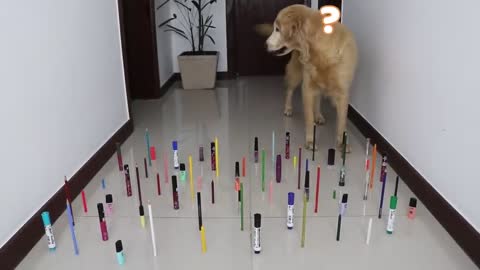 Dog vs Cat in Obstacles