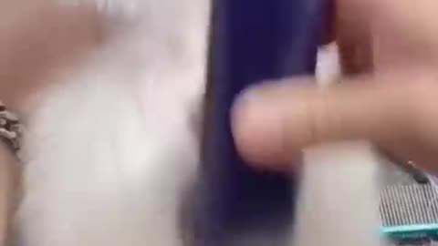 Cute Puppy | Grooming | Bath time