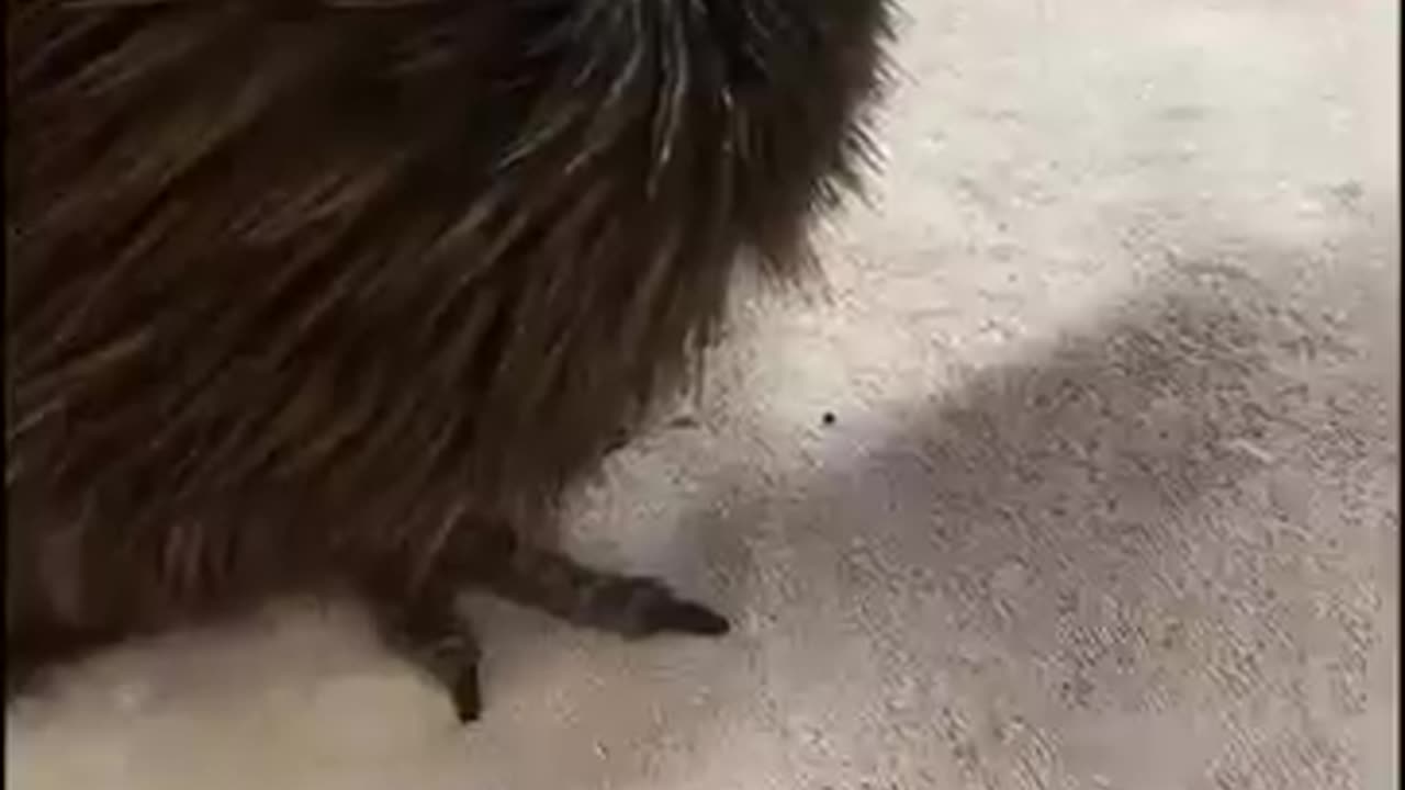 长的像猕猴桃的几维鸟，你有见过吗？