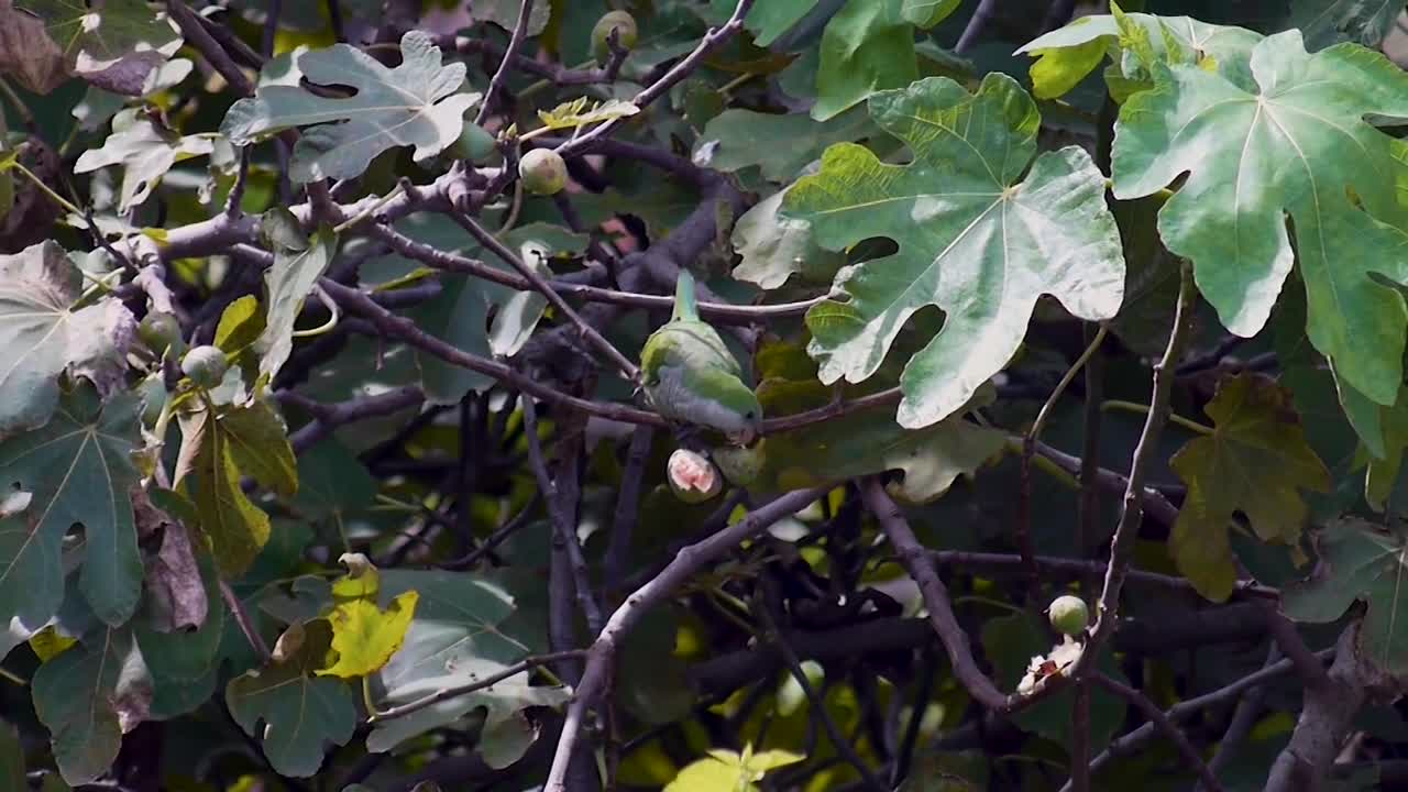 This parrot eats figs strangely