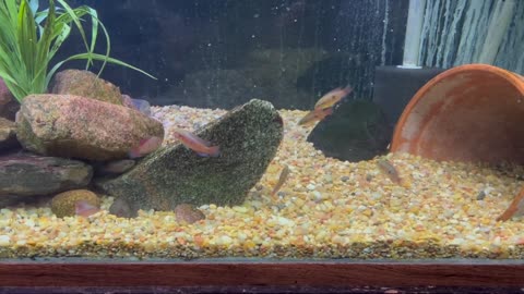 Fish Room Tour - October, 2022 - in 4K!