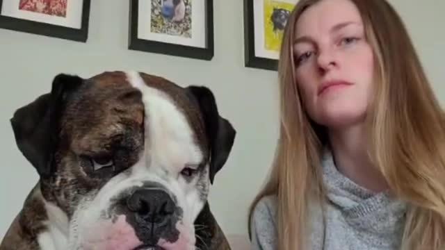 Funniest DOGS compilation on the internet!