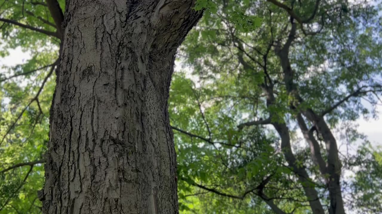 The African Iroko and its many relatives