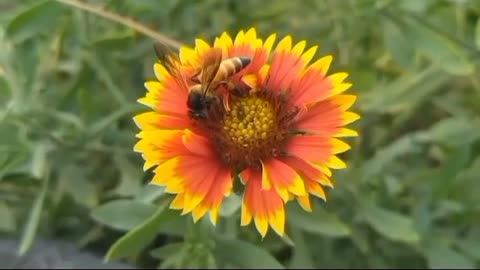 "The dance of honey bee on the flower" best Clasical Music by @Dominant Records