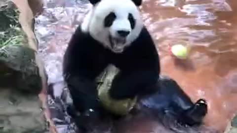 Panda play with water