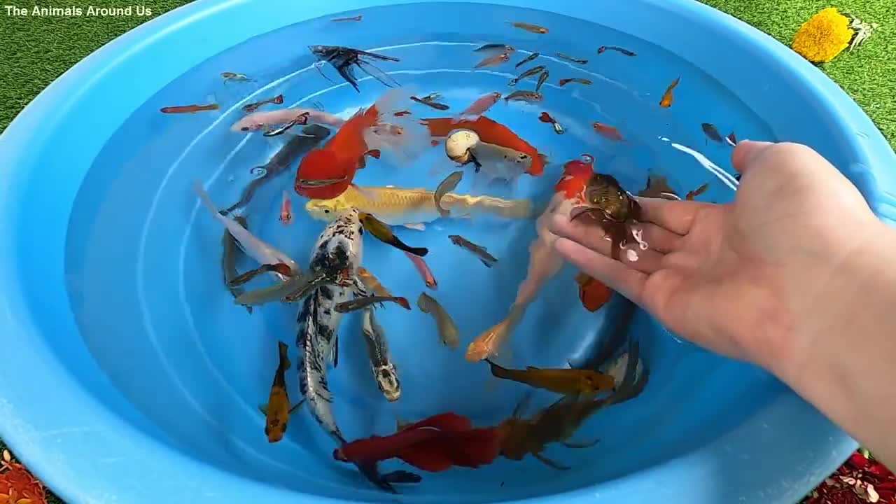 Put the fish in the bowl