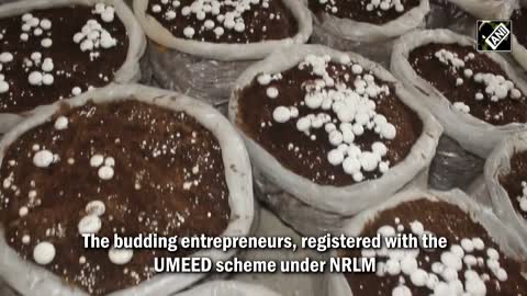 Under the NRLM program, Kashmiri females start mushroom farming in Kulgam.