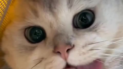 "Enchanting Gaze: The Captivating Big-Eyed Cutie"
