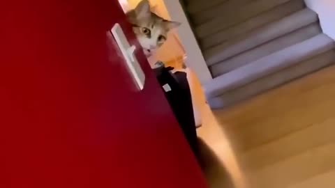 extremely unexpected cat Behaviour 😂