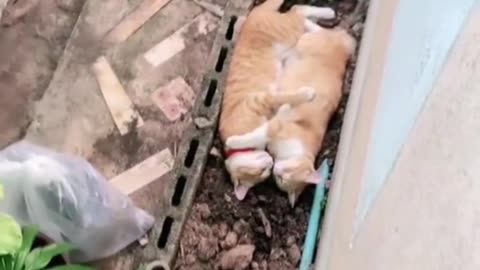 Funny pets