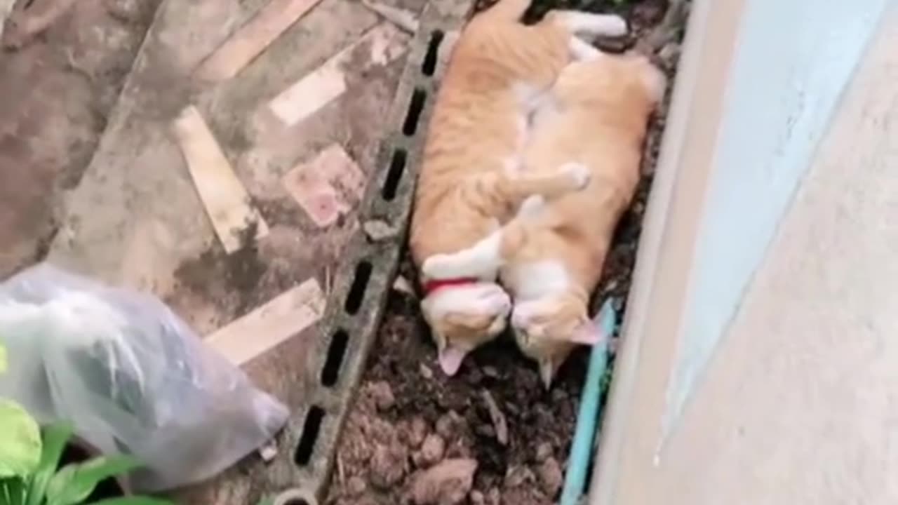 Funny pets