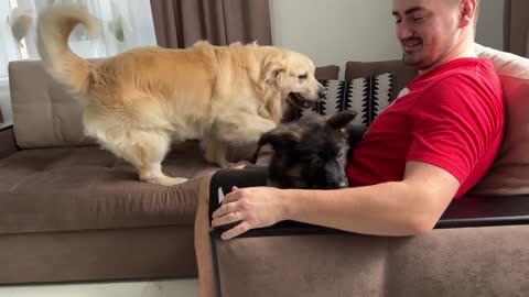 Golden Retriever Meets New German Shepherd Puppy for the First Time!