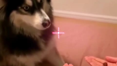 Funny Animal Videos