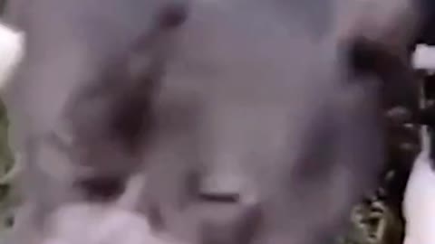 These pets are too naughty