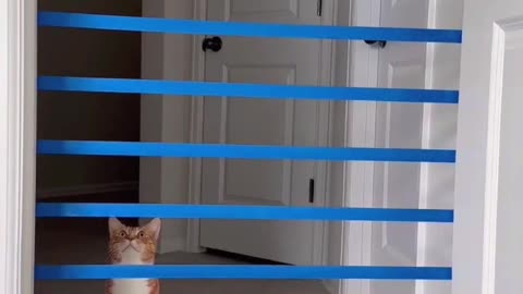 Sweet moments in the life of pets😍🐈‍⬛️🐈
