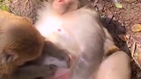 monkey