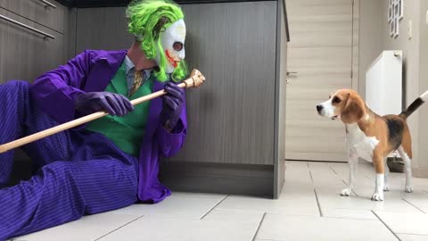 Chucky & Friends Surprises Puppy with Funny Costumes