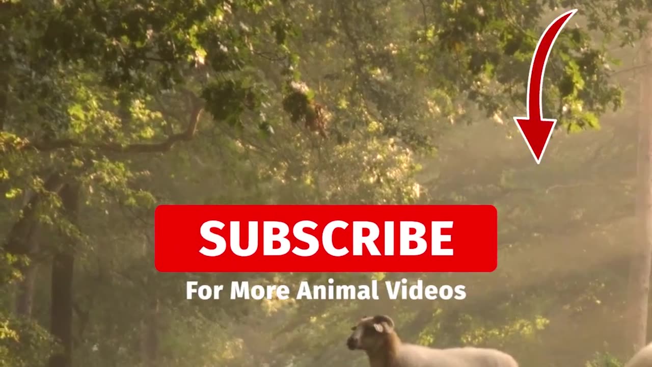 SHEEP SOUNDS | Learn Animals with Kiddopedia #shorts