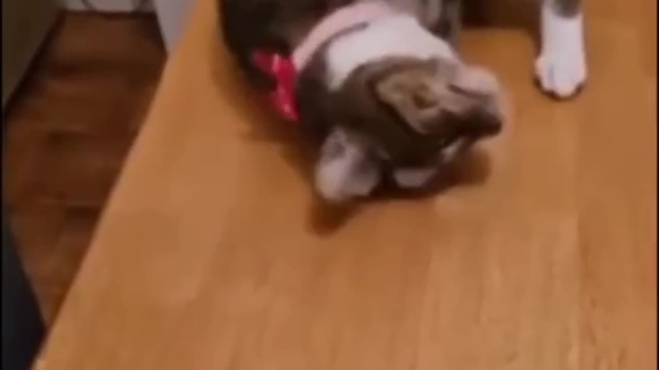 Cute and Funny Animal Video😂|| Funniest Viral Puppy Cat clips😹|| #shorts video #funny animals #cats
