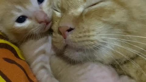 Cute And Funny Cats 😍😍😅😅 #viral #shorts #reels #cat #cats #pets #catsshare