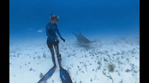 Observing a great hammerhead shark