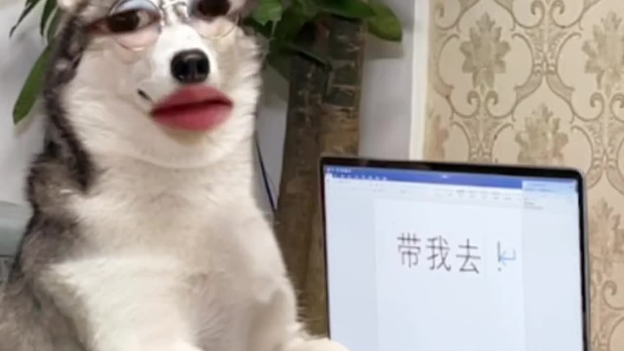 Dog and funny video