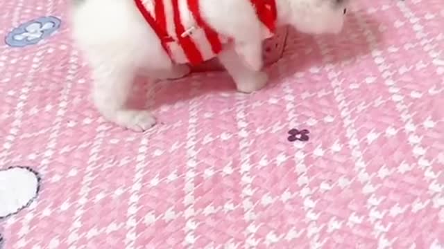 OMG So Cute Cats ♥ Best Funny Cat ❤️🐈Videos 2021 #shorts