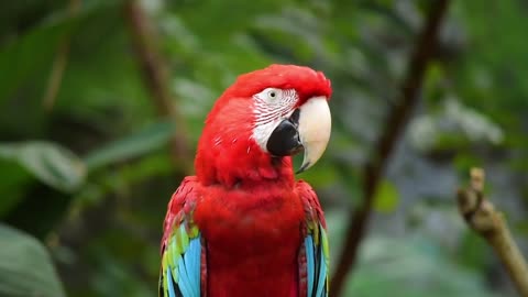 amazing parrot video