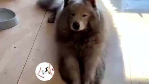 Funny dogs