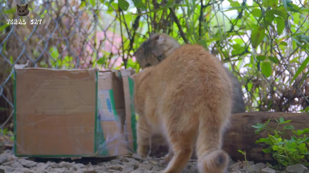 Animal hunting season funny