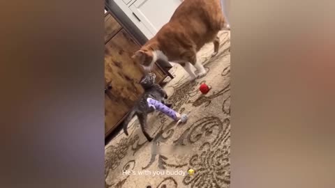 Funniest Dog and Cat