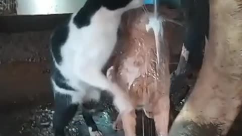 Cow-cat