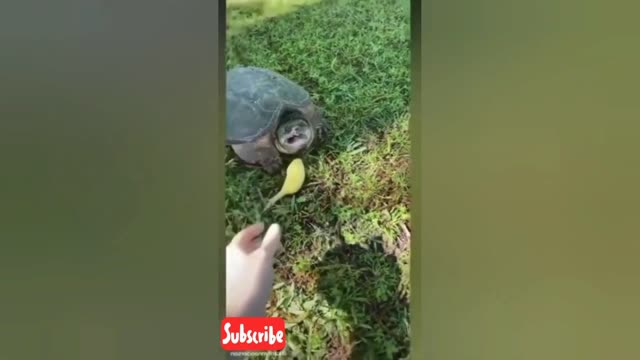 Funny and cute animals video