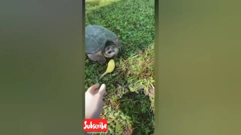 Funny and cute animals video