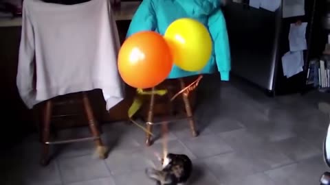 New Funny Animal Video 2023