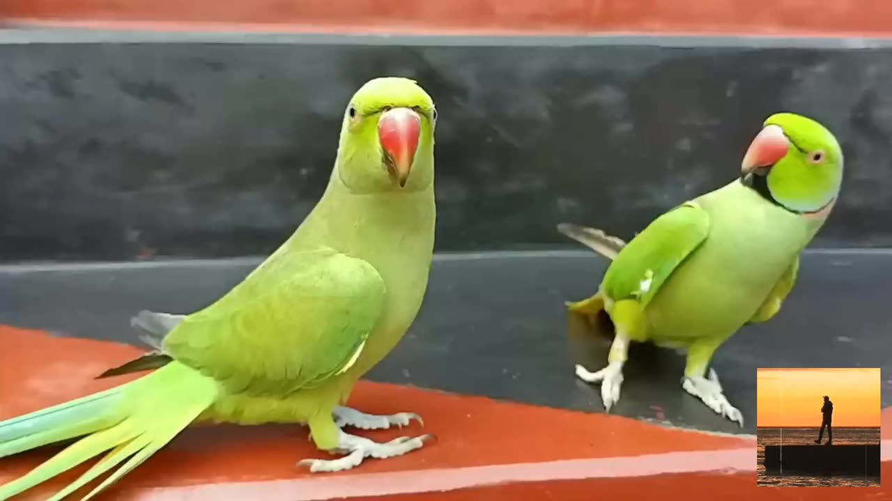 sound, dancing parrot, parrot chirping, parrot voice, parrot nature video, parrot awaz, desi tota