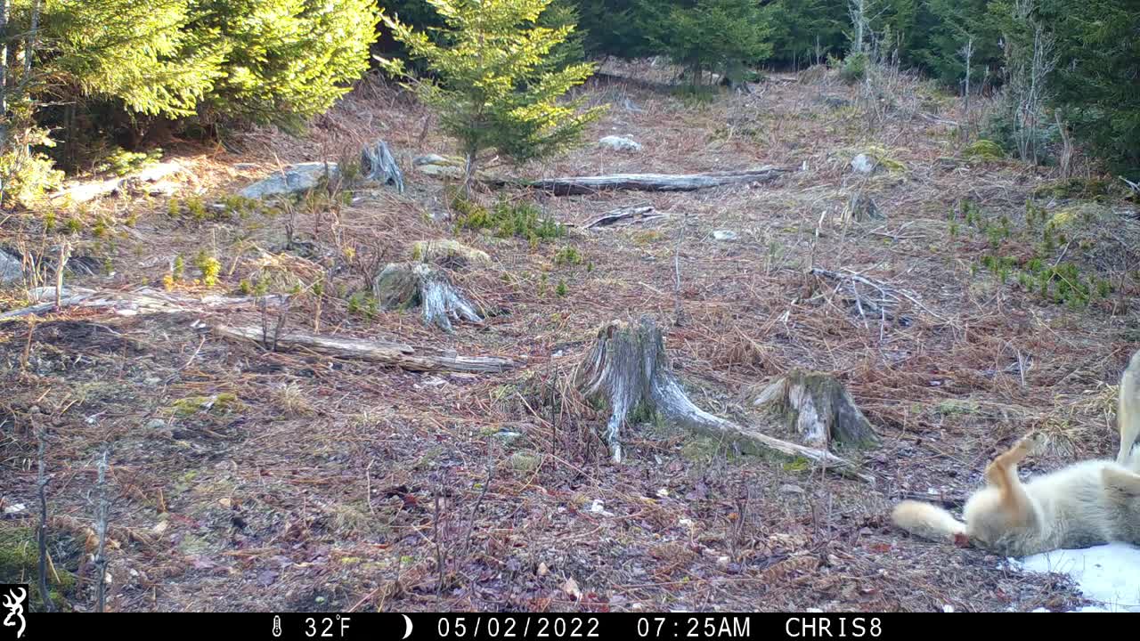 Coyote mating behavior