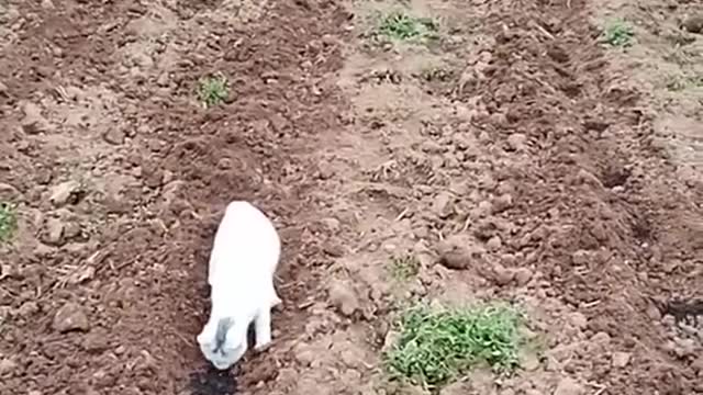 Planting the catnip crop