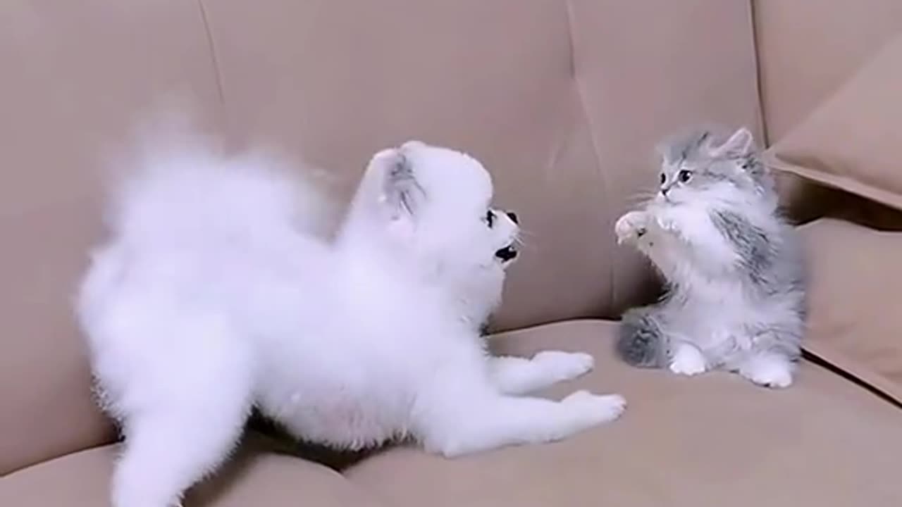 Cute Kitten Playing Fighting with Dog