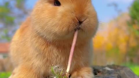 flower growing in bunny mouth