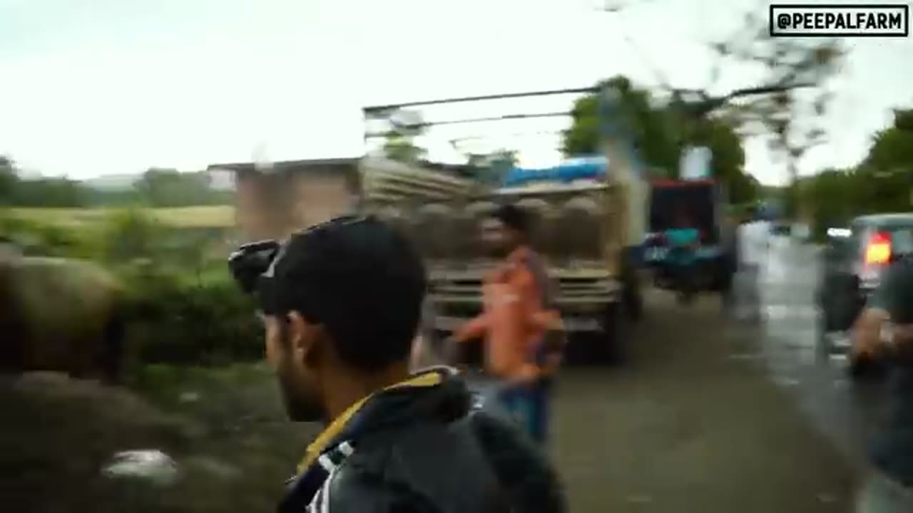 Chasing a One-eyed bull on the highway | Risky Indian animal rescue